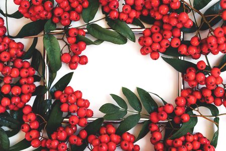 Rectangular frame decorated with rowan branches on a white background.の写真素材