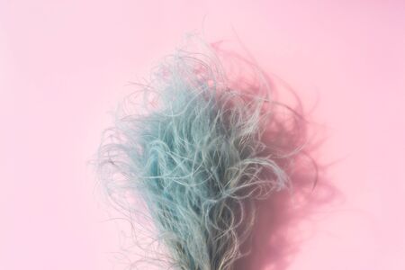 Bouquet of blue feather grass on a pink background. Minimalistic Holiday Card Conceptの写真素材