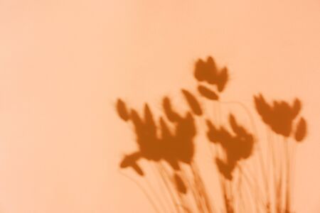 Top view on shadow of dry ears on orange background. Flat lay. Minimal autumn concept. Creative...
