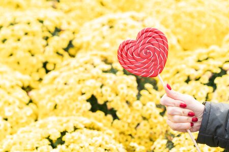 Female hand with beautiful red manicure holds a big red heart-shaped lollipop on a background of yellow autumn flowersの写真素材