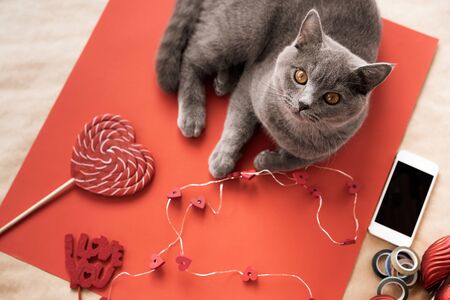 British gray cat lying on the table, lollipop, phone, heart shaped garland. The concept of Valentines Day, love and friendship.の写真素材