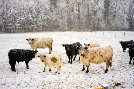 White and black curly breeding milk dairy breed of cows walking on a snowy field in the Czech mountains. Bohemian paradiseの写真素材