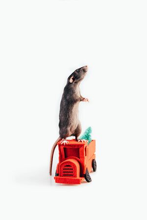 Gray-white rat standing on hind legs on a red felt machine with a Christmas tree in the back. New Year Gifts Delivery Concept. The symbol of the New Year 2020 according to the Chinese eastern calendarの写真素材