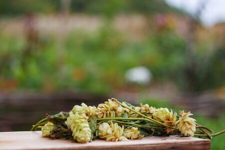 A sprig of chiel lying on a wooden bench. Concept of late summer beginning of autumn. Thanksgiving...