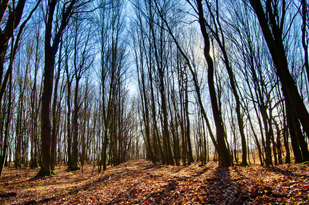 Forest forester forestry treesの写真素材