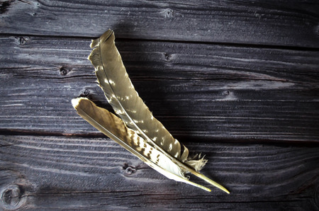 Bird feathersの写真素材