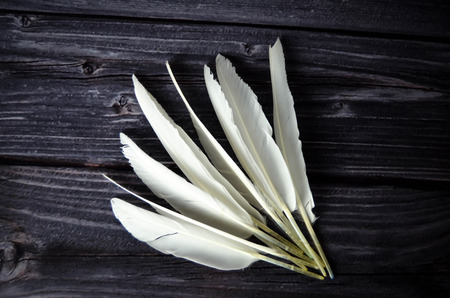 Bird feathersの写真素材