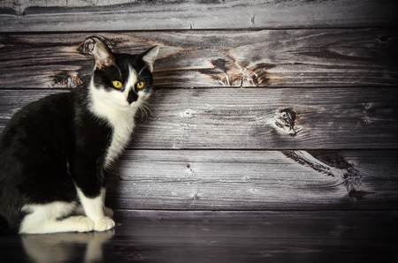 Cat black and whiteの写真素材