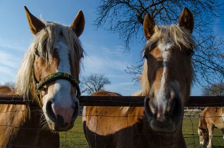 Horse horsesの写真素材
