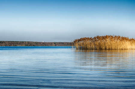 Idyllic Lake with reedsの写真素材