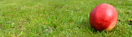 apple on a meadowの写真素材