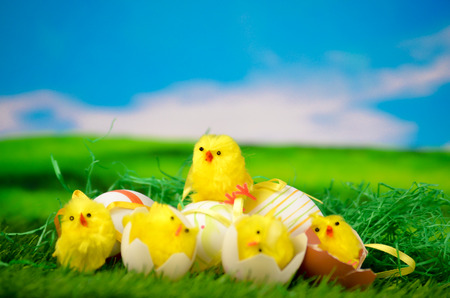 Chick on a meadow - Happy Easterの写真素材