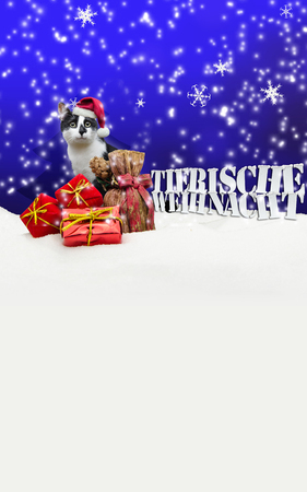 Tierische Weihnacht Cat Christmas Snow Pet Shop blueの写真素材