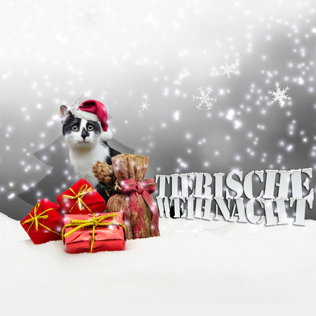 Tierische Weihnacht Cat Christmas Snow Pet Shop grayの写真素材