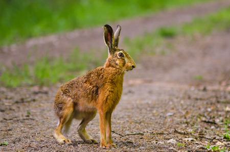 Wild brown hare with big ears sitting in a grass rabbit