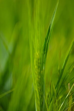 green wheat field close up nature fresh grasの写真素材