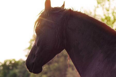 Horse on pasture summer evening near sunset equineの写真素材