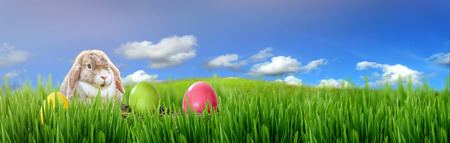 Easter bunny and Easter eggs on green grassの写真素材