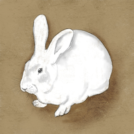 cute vintage bunny rabbit sketchの写真素材
