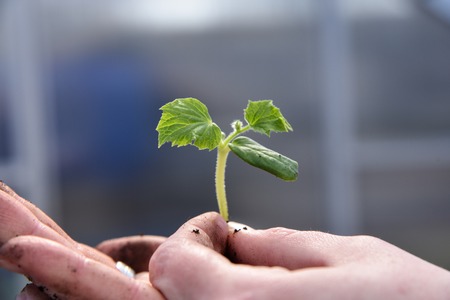 Cucumber Cucumis sativus The fruits of cucumber Cucumber growing in the gardenの写真素材