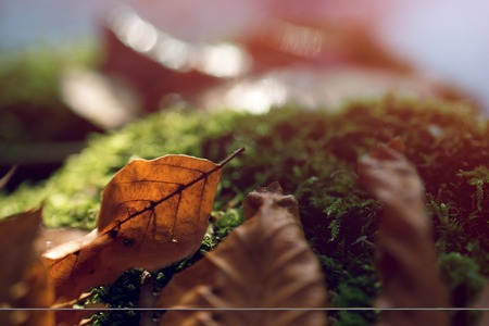 stump with moss and brown leaves in the forestの写真素材