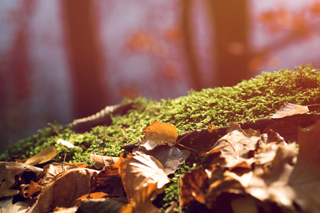 stump with moss and brown leaves in the forestの写真素材