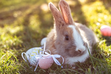 Easter white bunny with easter eggs sitting in the grassの写真素材