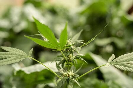 Marijuana leaves, cannabis with bokeh background, beautiful background, indoor cultivation