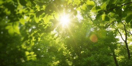 Experience the serenity of a forest canopy with the sun's warm embrace in this stunning imageの素材