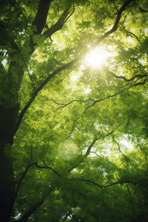 Experience the serenity of a forest canopy with the sun's warm embrace in this stunning imageの素材