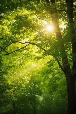 Experience the serenity of a forest canopy with the sun's warm embrace in this stunning imageの素材