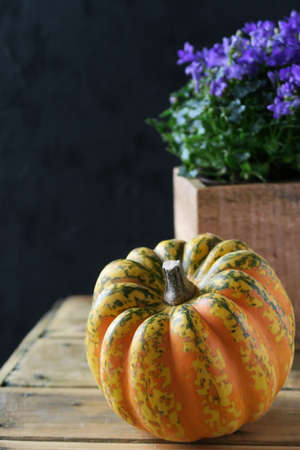 Decorative orange pumpkin and purple flower in pot on black background.の写真素材