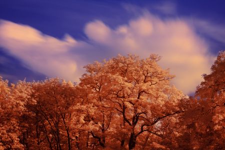 Orange crowns of trees on a colorful skyline.の写真素材
