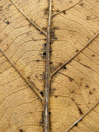 Dead leave, close upの写真素材