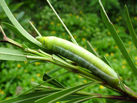 young caterpillarの写真素材