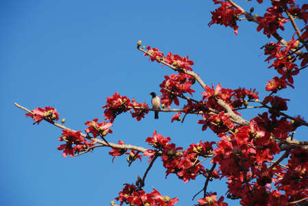 Lonely birdの写真素材