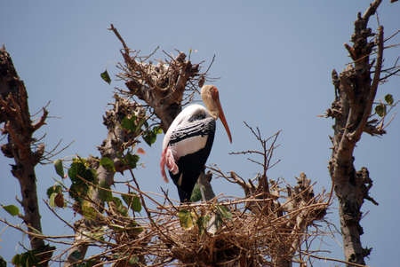 Resting Painted Storkの写真素材