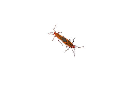 Insects mating
