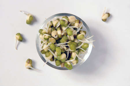 fresh sockd raw mung sprouts ready to eatの写真素材
