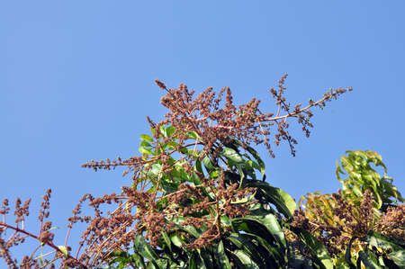 mango flowers and budsの写真素材