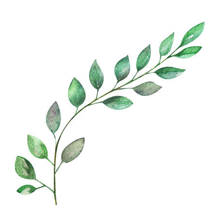 Watercolor illustration, isolated branch, green leaves, algae.の写真素材