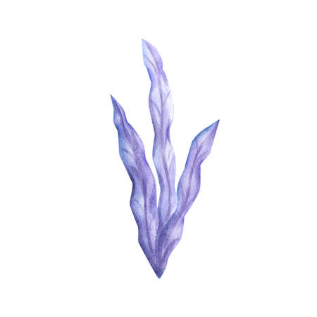 Watercolor illustration, sea river algae, blue purpleの写真素材