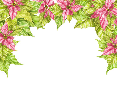 Watercolor christmas star flower, green poinsettia flowers, hand drawn illustration isolated on white background Banner, frame, border. Isolate. For invitation cards, any print design, postcards.の写真素材
