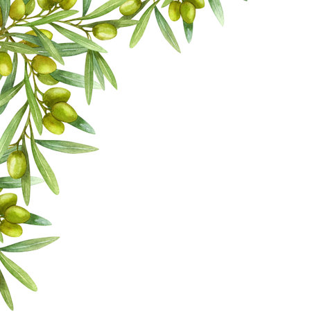 Olive branch with fruits, Watercolor illustration. Green branch.の写真素材