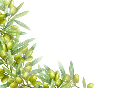 Olive branch with fruits, Watercolor illustration. Green branch.の写真素材