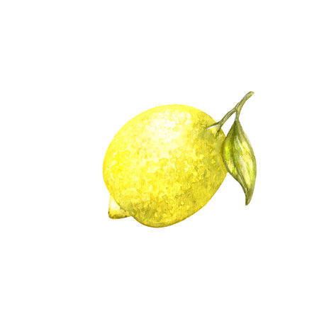 Watercolor botanical illustration, lemon on a white background. Isolated elements for the design of products, postcards, packaging, stationery.の写真素材