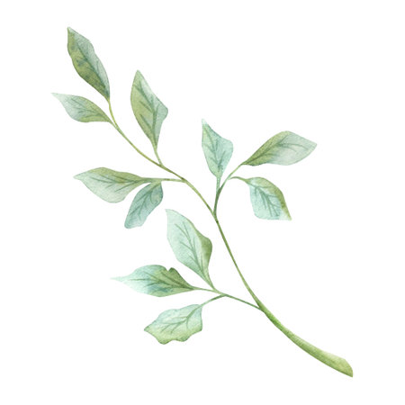 branch with blue leaves, light green. Hand drawing watercolor. Isolated on white background. Tea, eucalyptus, algae. Branch for a bouquet, design for a birthday and a wedding.の写真素材