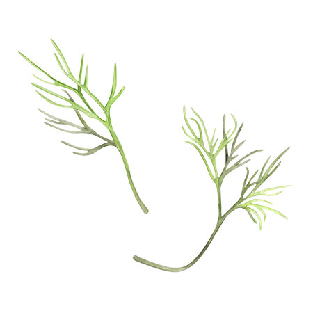 Young green dill, spice, seasoning, herb isolated on white background. Watercolor illustration. For product design, packaging, cuisine, ingredient and condiment.の写真素材