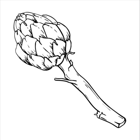 Artichoke fresh vegetable, cone, natural healthy food. Drawing graphic, organic and vegan, ripe plant in salad, eco farm. Vector drawing.のイラスト素材