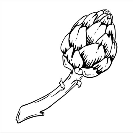 Artichoke fresh vegetable, cone, natural healthy food. Drawing graphic, organic and vegan, ripe plant in salad, eco farm. Vector drawing.のイラスト素材